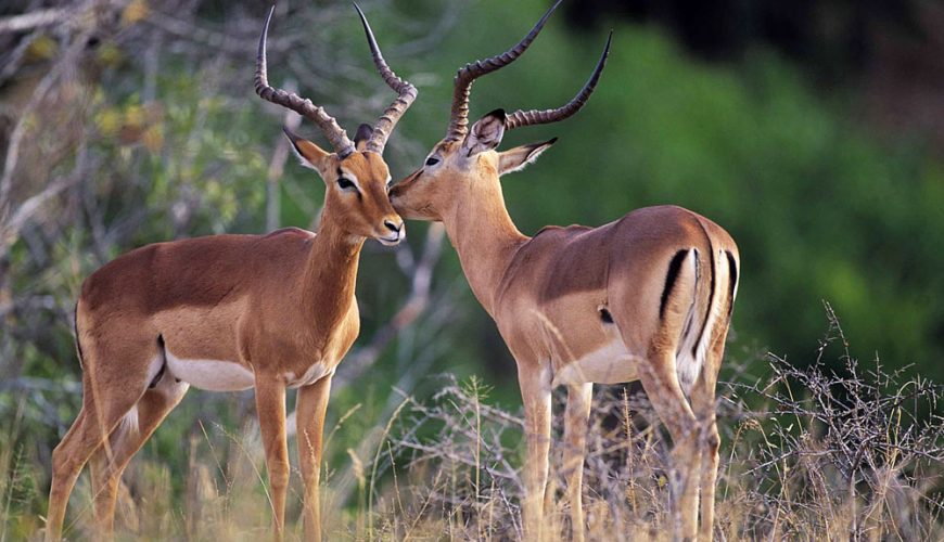 Madikwe Game Reserve