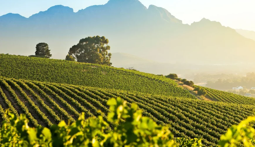 Stellenbosch