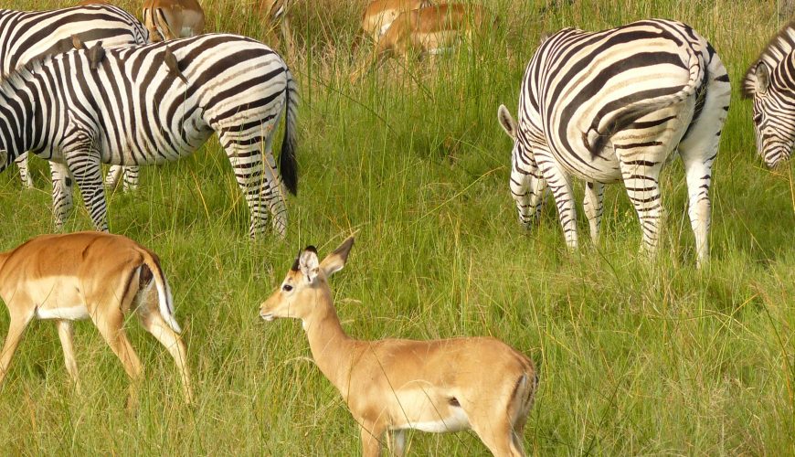 Chobe District