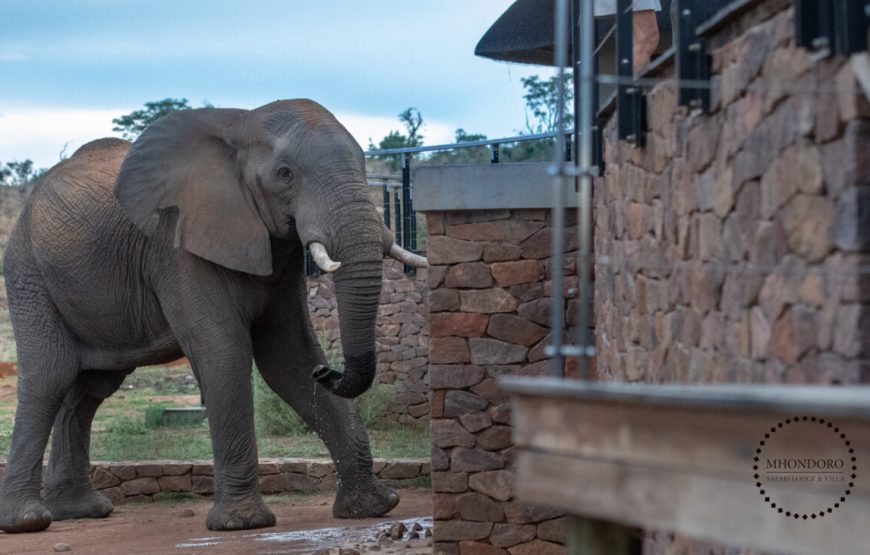 Mhondoro Safari Lodge & Villa