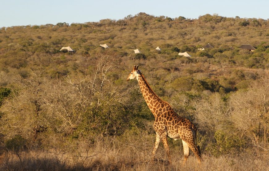 Thandi Safari